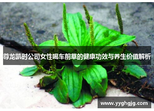 尊龙凯时公司女性喝车前草的健康功效与养生价值解析