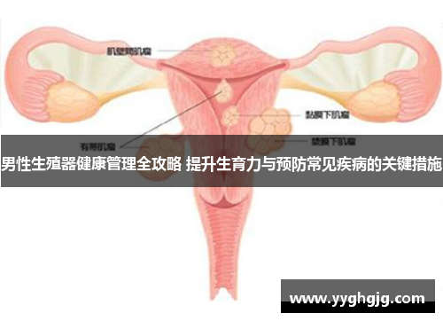 男性生殖器健康管理全攻略 提升生育力与预防常见疾病的关键措施